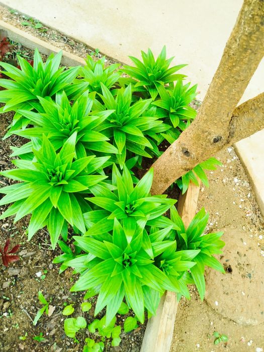 Лилии садовые цветы продаются