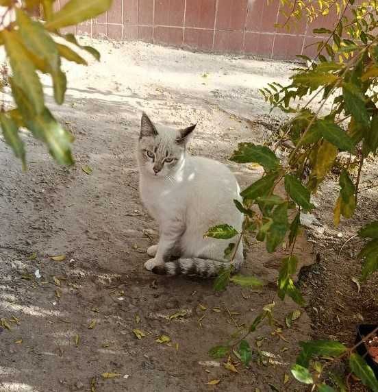 Кот, мальчик, 1.5 года