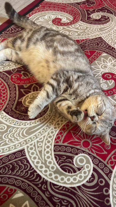 Британдски мысық еркек.