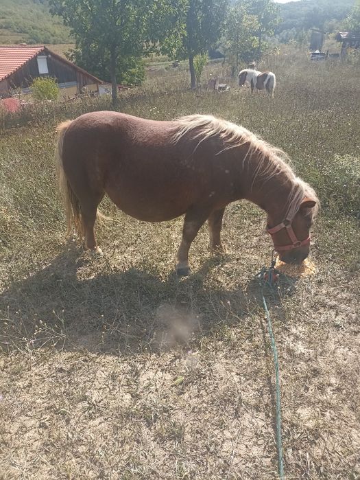 Poneiță gestantă