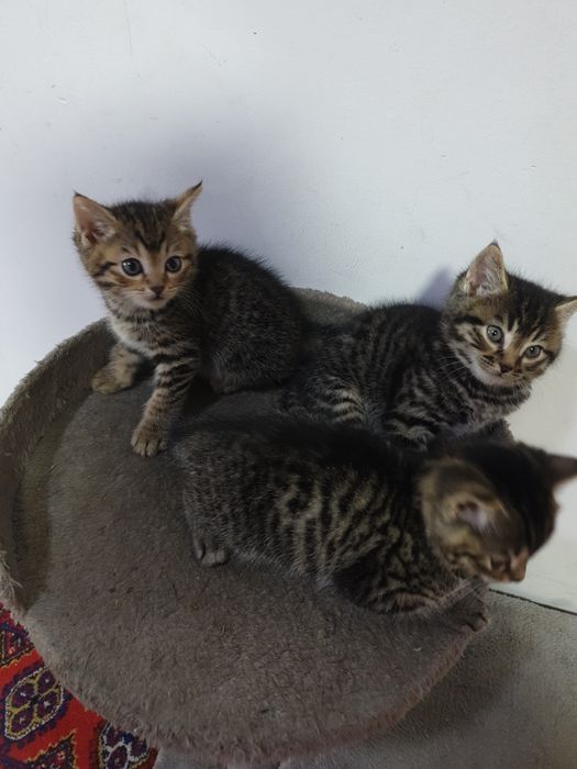 Отдам кошку с котятами