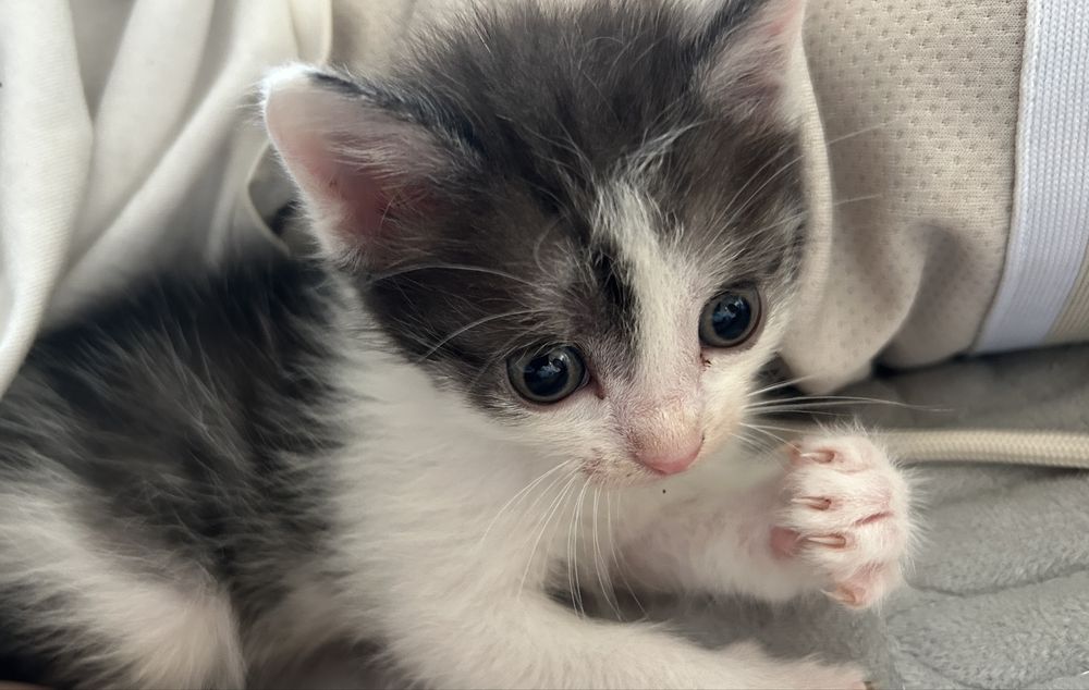 Срочно отдам котят