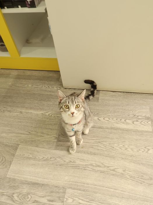 Пародистая кошка!