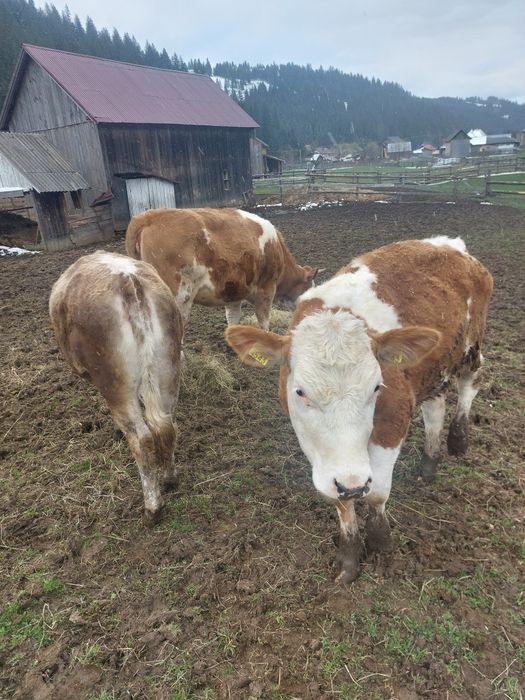 Junici baltata și bruna la alegere