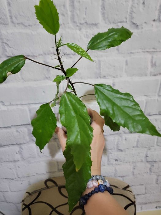 Комнатные цветы. Гибискусы.