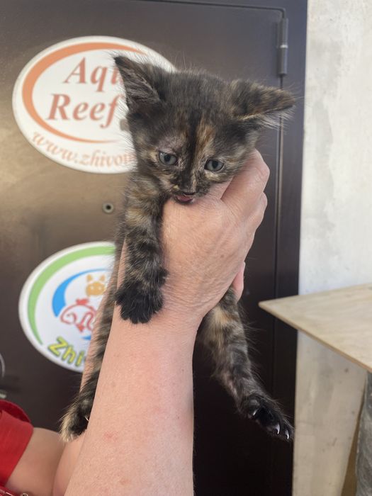 Отдам котят в добрые руки