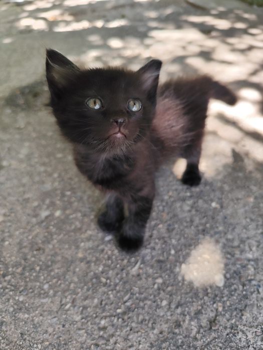 Котята бесплатно