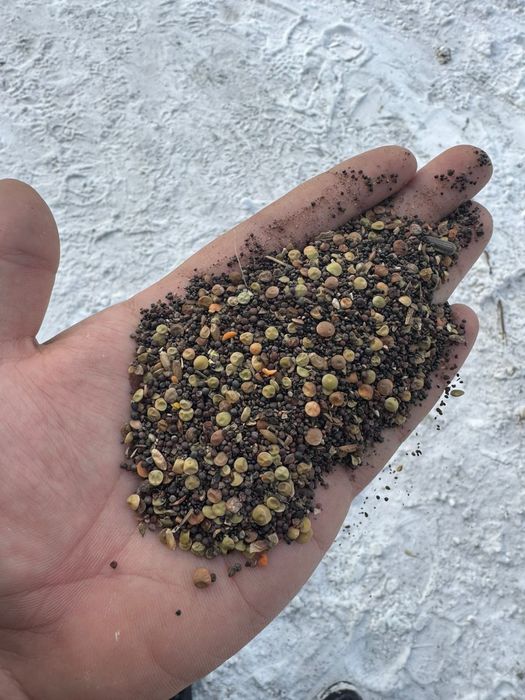 Чечевица с рапсом