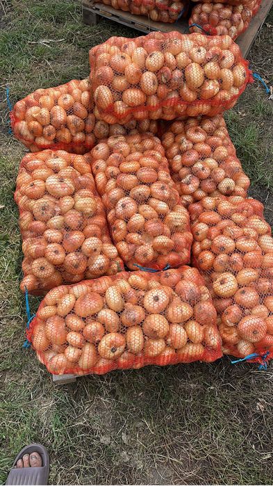 Vand cantitatea de 10 tone Ceapa plata