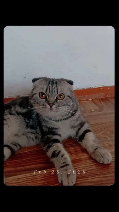 Алатын адам болса))