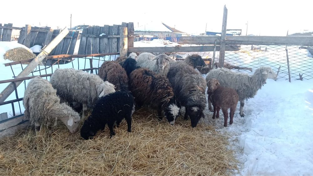 Ярки с ягнатами…..