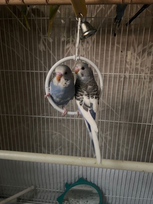 Popugay Волнистый Ruchnot to’tiqush Valnistiy