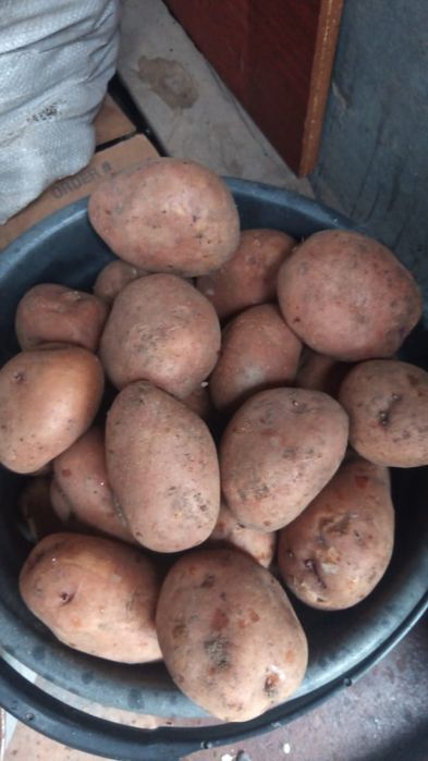 Продам домашний картофель