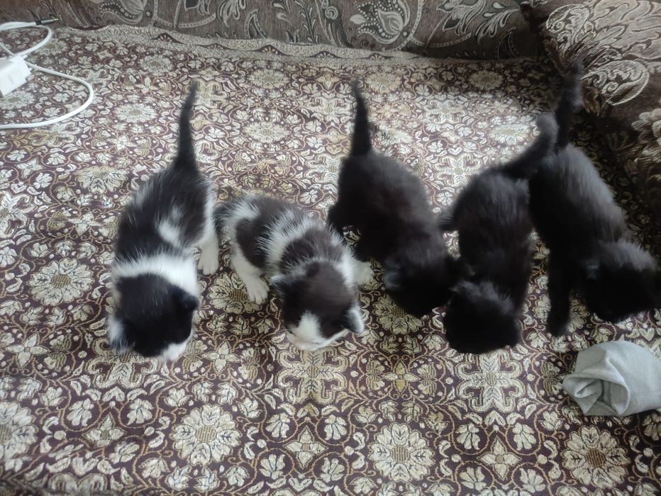 Отдам котят в хорошие руки