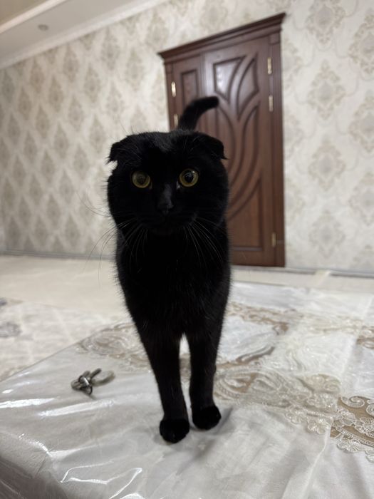 Вяскага шотланская веселюх мушугим бор еркак факат пародний мушугларга