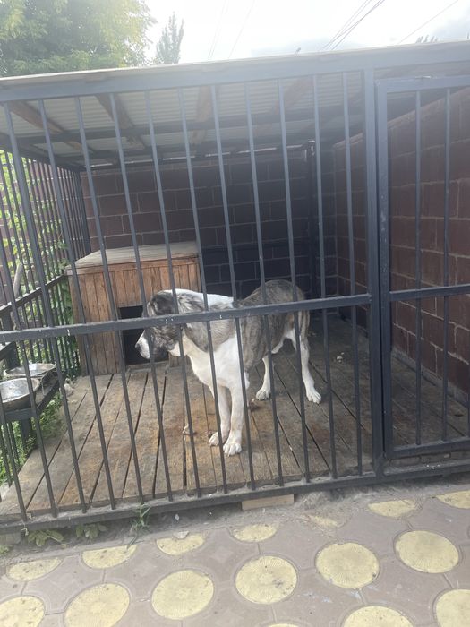 Ищем невесту для алабая 5 лет