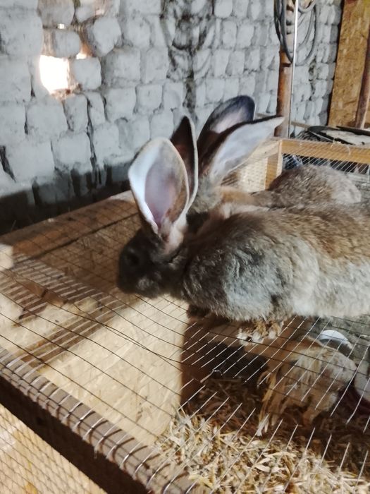 Великан-Фландр куён болалари сотилади