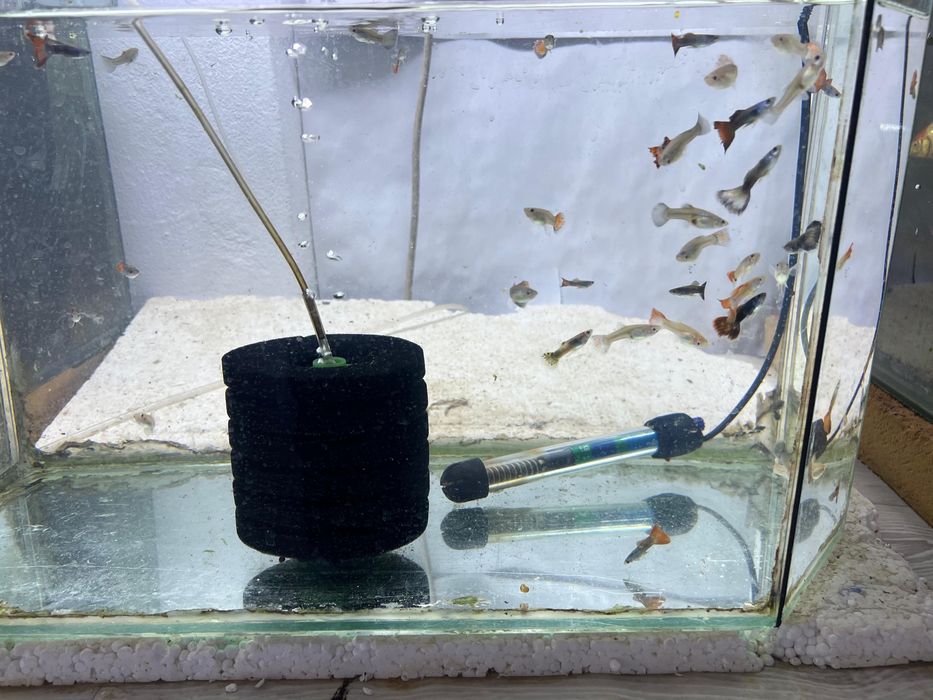 Балыктар сатылады