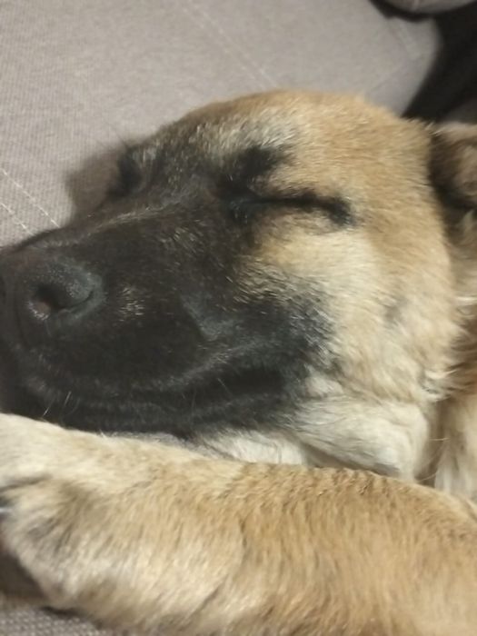 Отдам щенка бесплатно