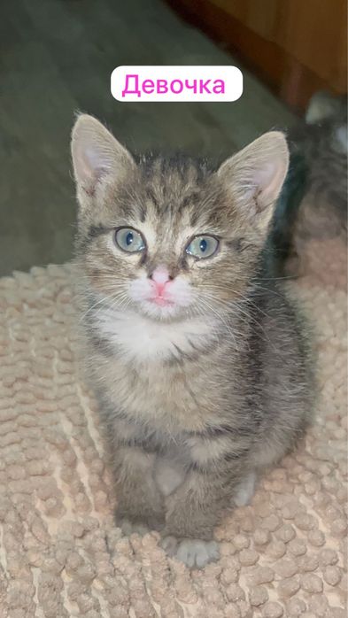 Котята 1.5 месяца