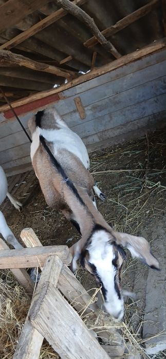 ieduțe de vânzare