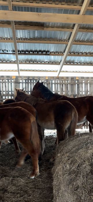 Жабағылар сатылады