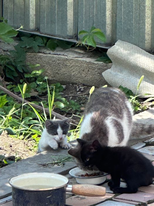 Котята игривые 1,5 месяца