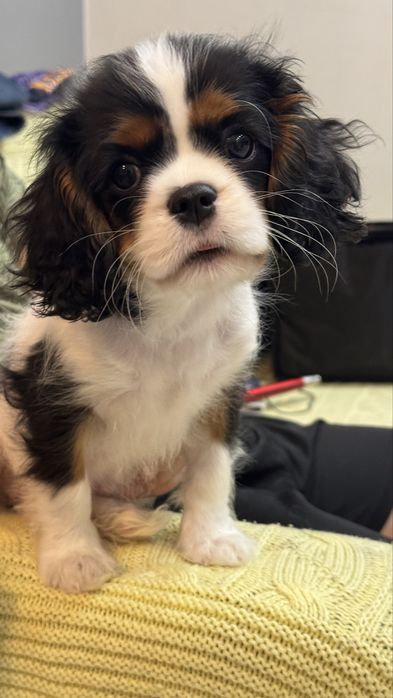 Щенок кинг чарльз спаниель