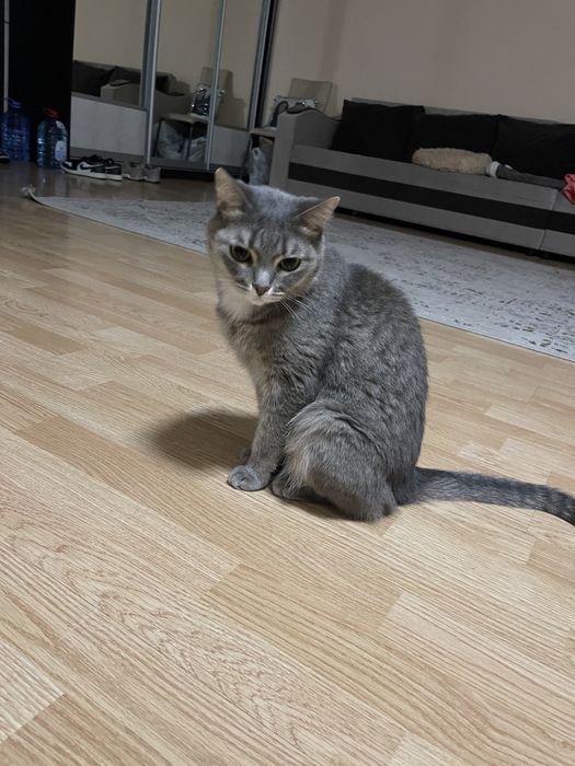Кошку в добрые руки