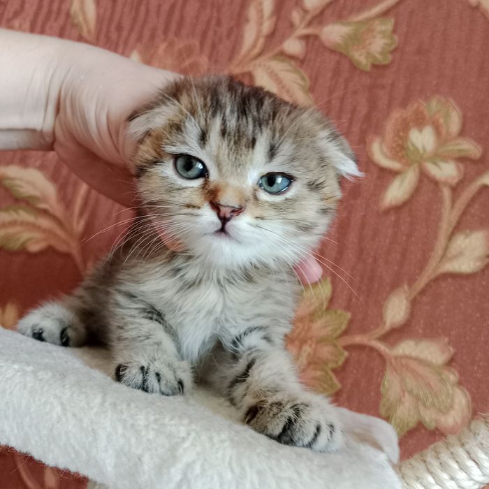 Роскошные котята от суперского кота  и шикарной кошки