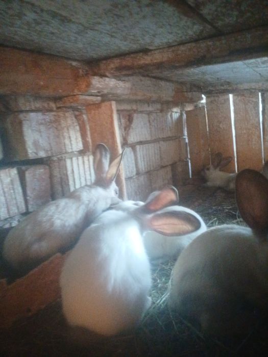 Vând iepuri secuiești 80 de lei bucata.Nr tel 0792489520.