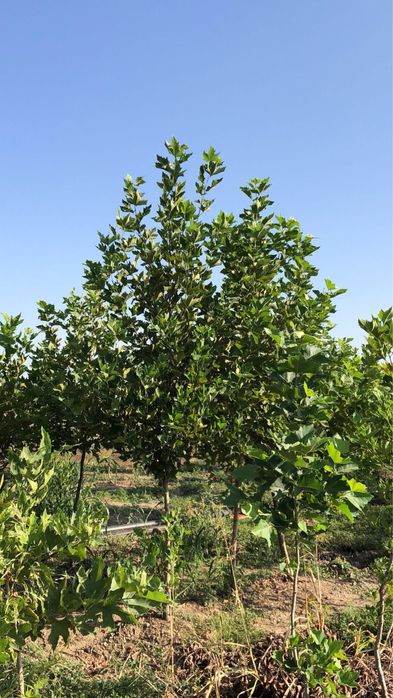 Vand platan englezesc calitate extra