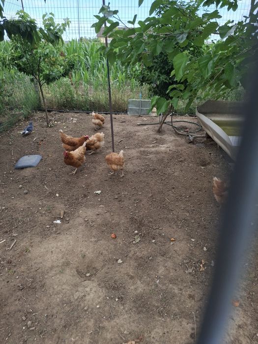 Găini ouătoare ISA BROWN
