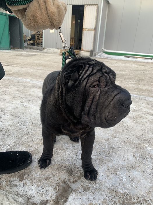 Продажа щенков шарпей