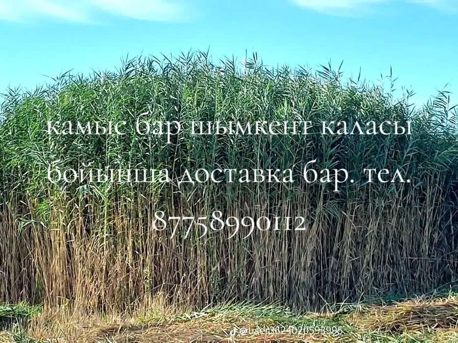 Қамыс 260 даставка