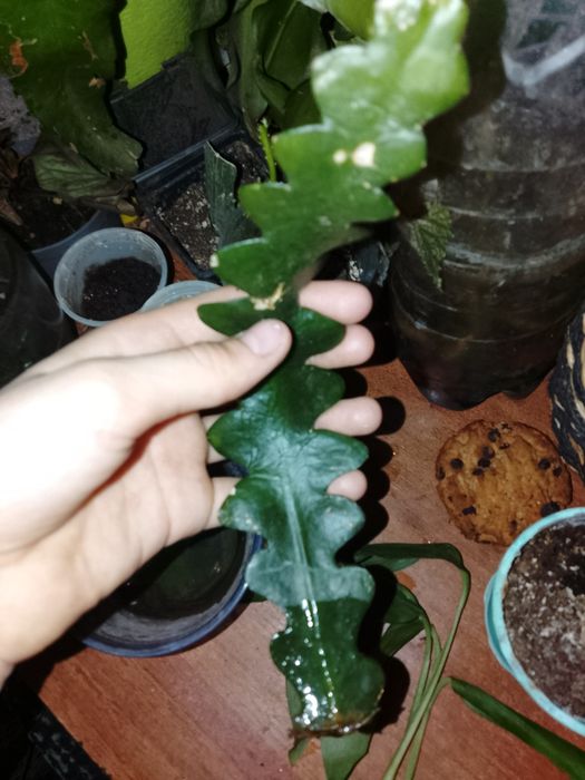 Цветочки Эпифиулум