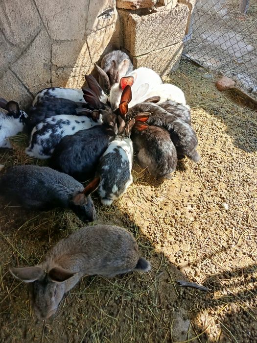 Продам молодых кроликов