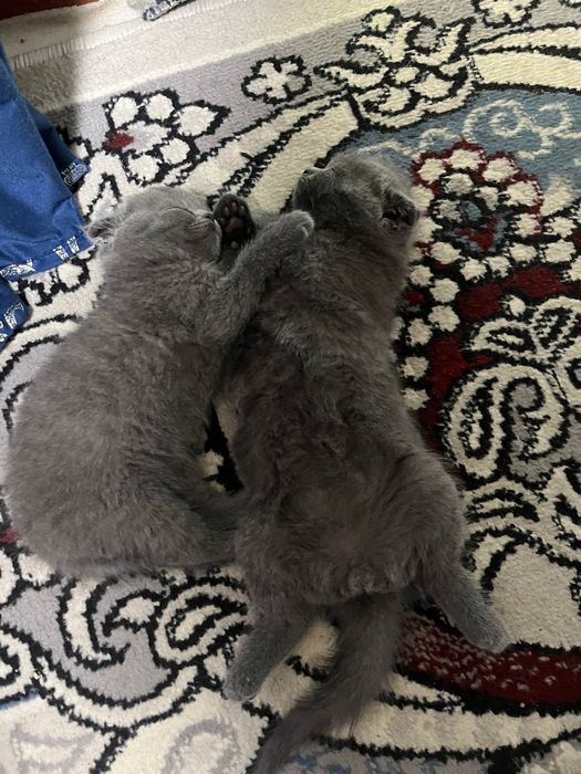 Мушукчалар сотилади