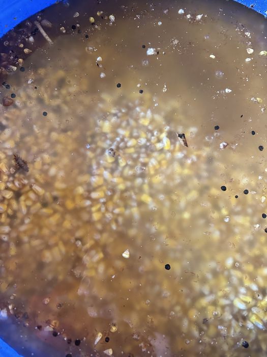 Porumb fermentat (imputit) pentru Pescuit(Nadit)