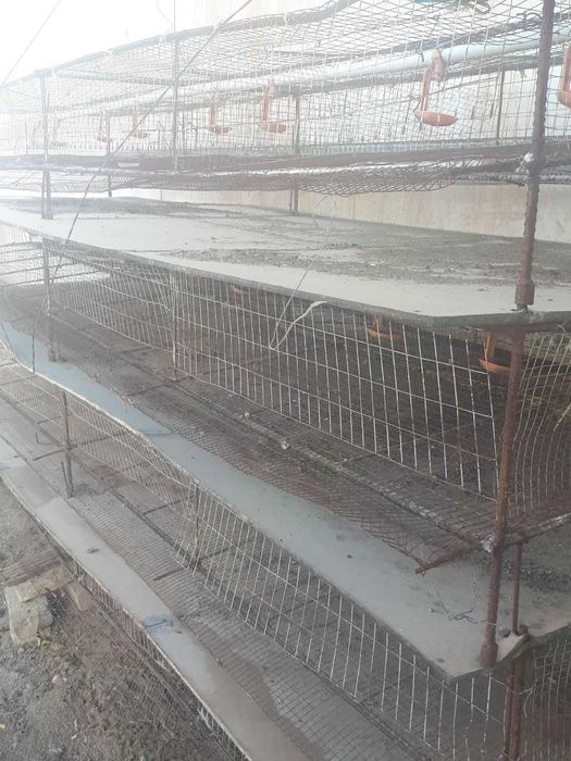 1000 дона бедана жужага мулжалланган сетка сотилади.