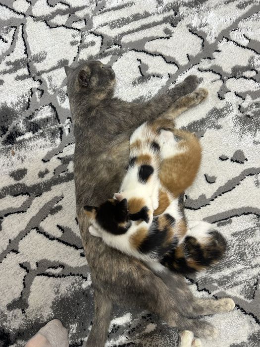 Котят отдаём в добрые руки, отдам даром