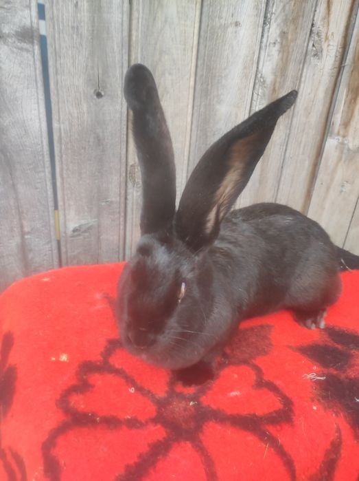 Femele Uriaș german