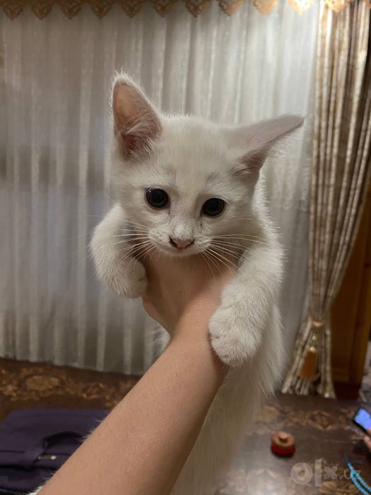 Котята 2 месяца — бесплатно в добрые руки