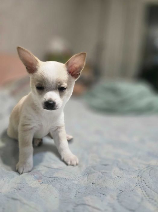 Пинчери 2 женски