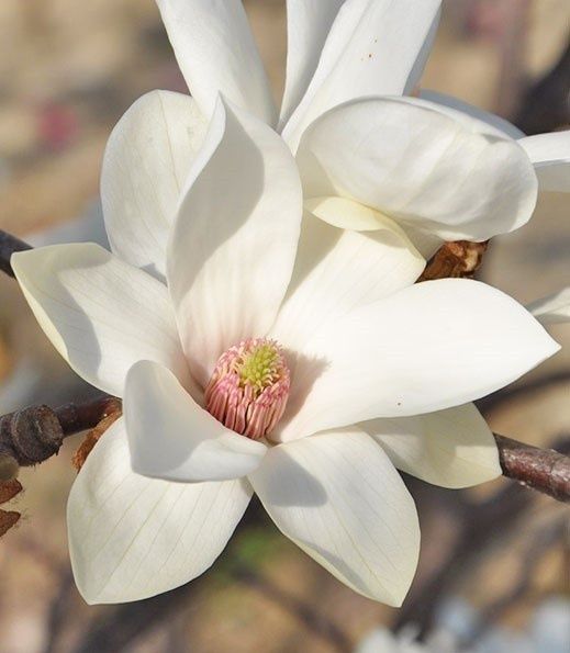 Magnolia Soulangena -Alba Superba