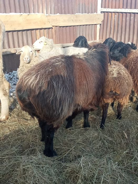 Кошкар продажа..