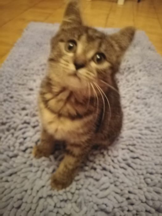 Очень красивая кошка