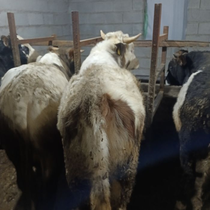 Продам 3 быка  стоят на откорме