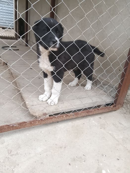 Алабай сао щенок