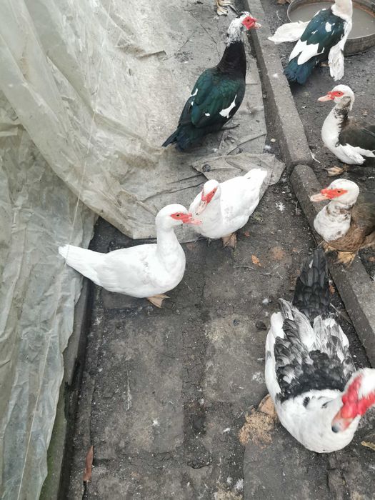 Неми патици за гр София